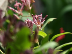 ホトトギス　E-5版