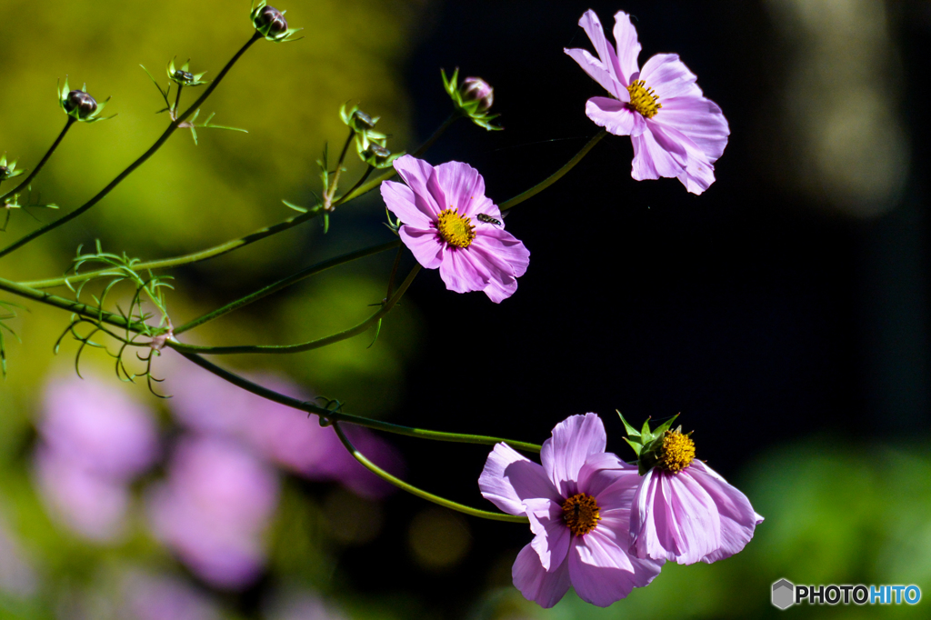 まだ秋ですね～～