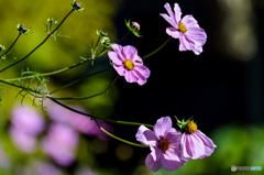 まだ秋ですね～～