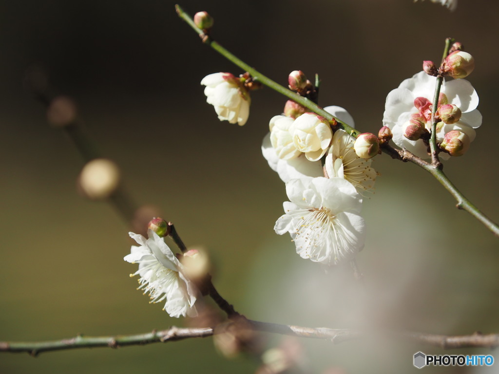 酷寒に梅開花(^^♪(^^♪