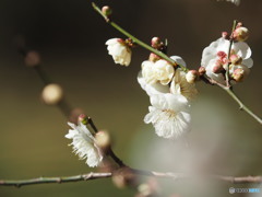 酷寒に梅開花(^^♪(^^♪