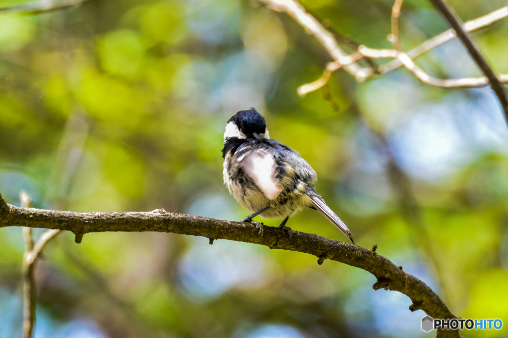 訂正ヒガラです　風呂上りかな？