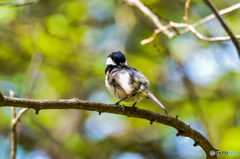 訂正ヒガラです　風呂上りかな？