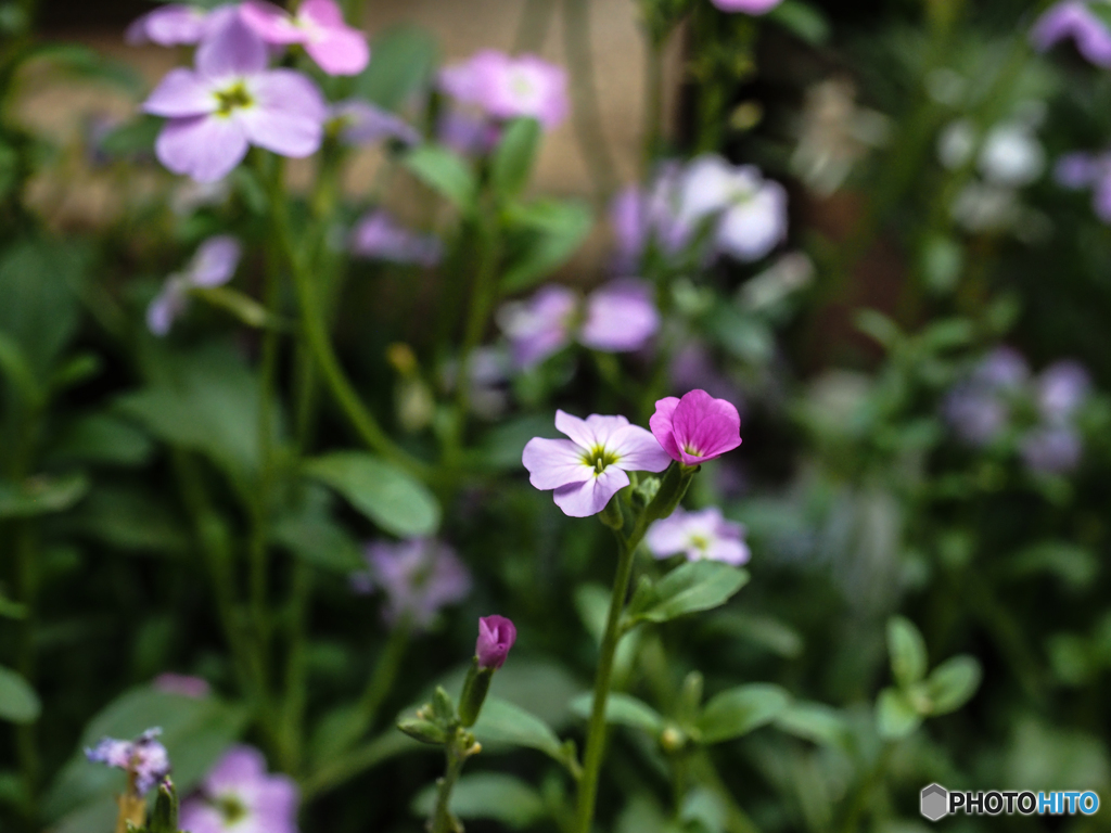 庭の花　名前は不明