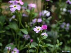 庭の花　名前は不明