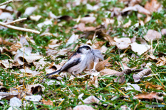 ひげエナガ(^^♪