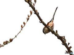エナガッチ