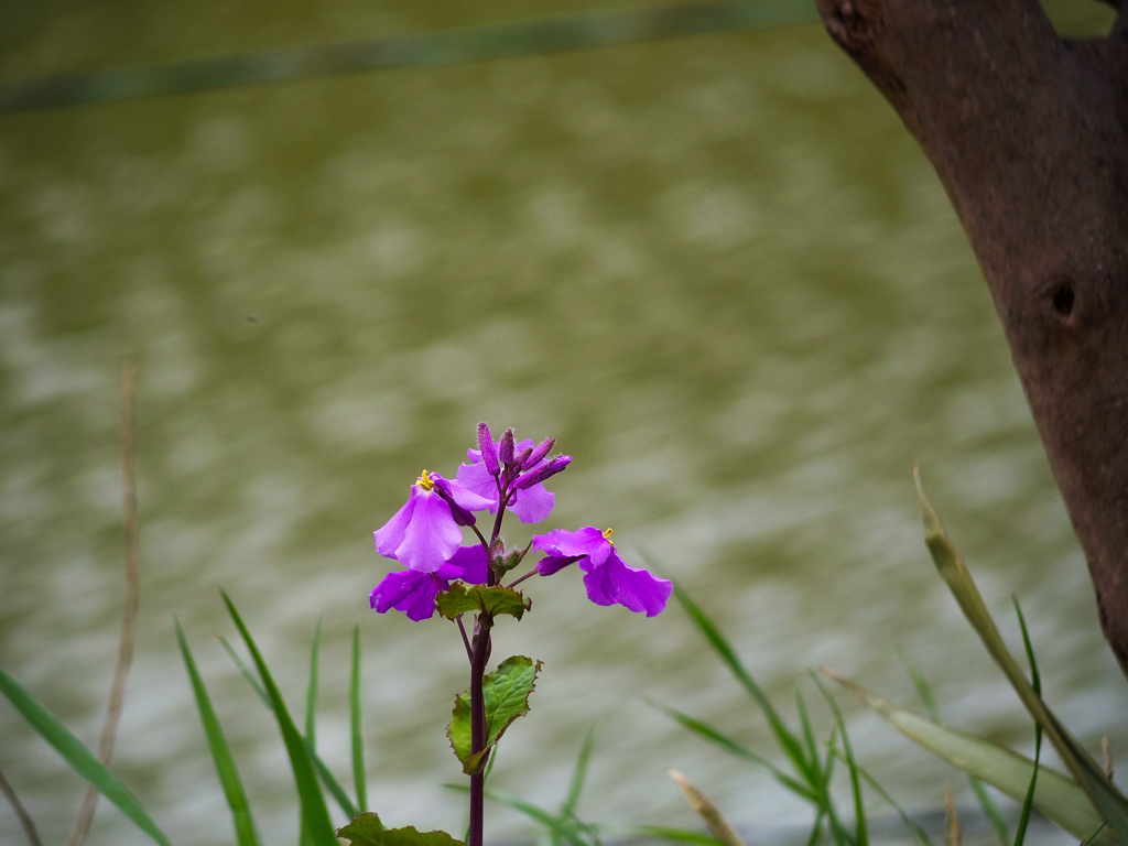 千鳥ヶ淵の花大根