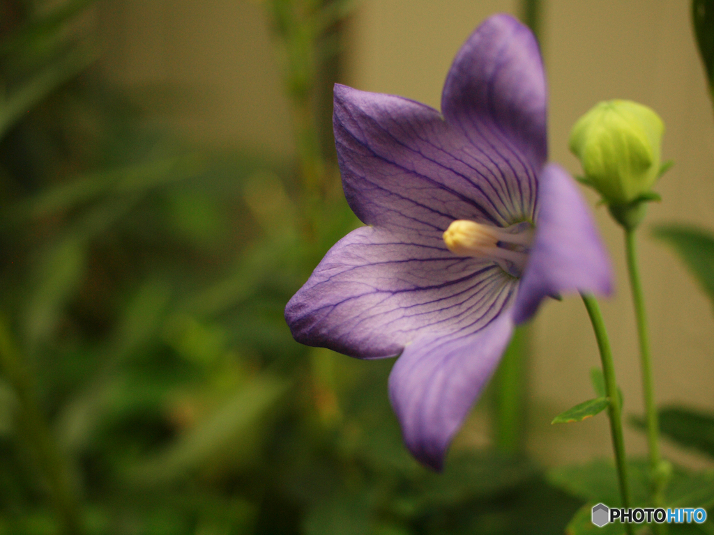 庭の花　キキョウ
