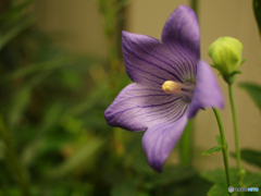 庭の花　キキョウ