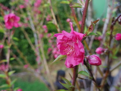 はい＾＾　咲きました(^^♪その２