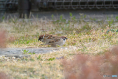 陽だまりのなかで(*^^)v