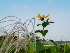 ススキにキバナ