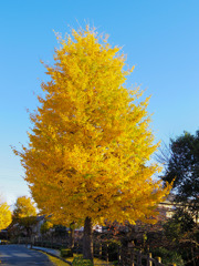 黄葉　綺麗でしょ(^_-)-☆