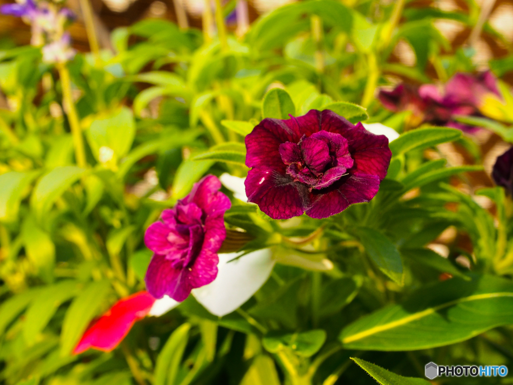 庭の花 名前は不明です