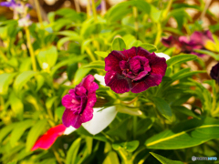 庭の花 名前は不明です