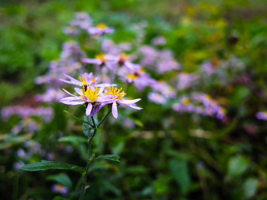 朝露の花