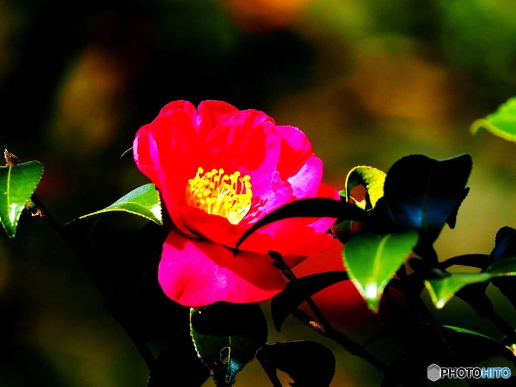 花一輪