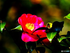花一輪