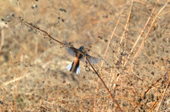 焦点を合わせたいのに～～