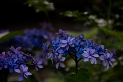 庭の花 アジサイ