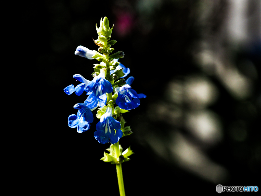 まだまだ庭の花