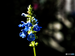 まだまだ庭の花