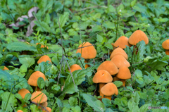 キノコの森(^_-)-☆