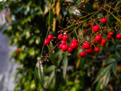 赤い実(^_-)-☆
