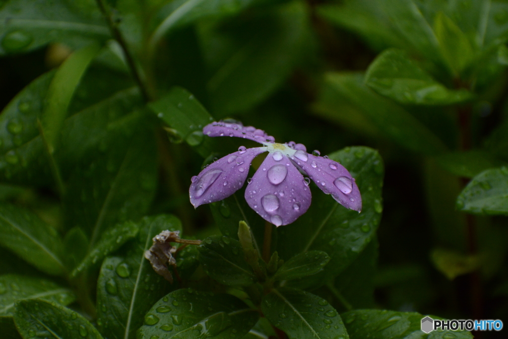 雨の日曜は庭の花かな？