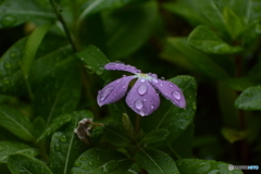 雨の日曜は庭の花かな？