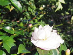 山茶花でかくれんぼ