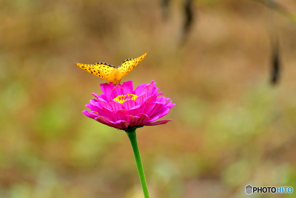 チョウチョしか撮れない(/_;)