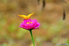 チョウチョしか撮れない(/_;)