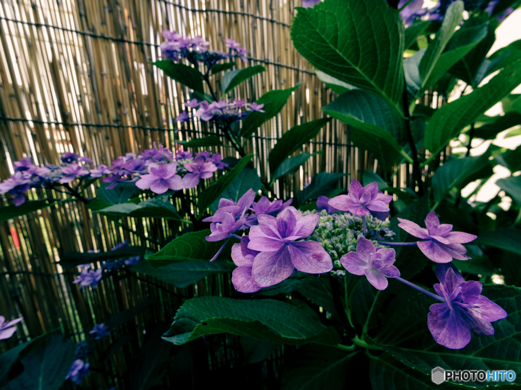 庭の花 アジサイ