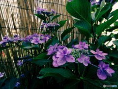 庭の花 アジサイ