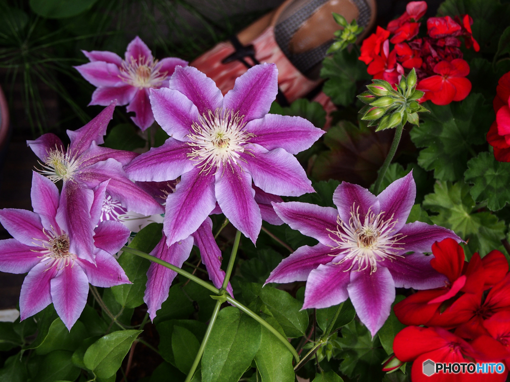 庭の花　クレマチス