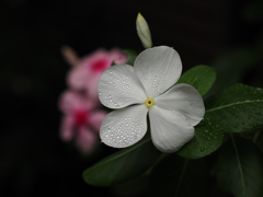 庭の花
