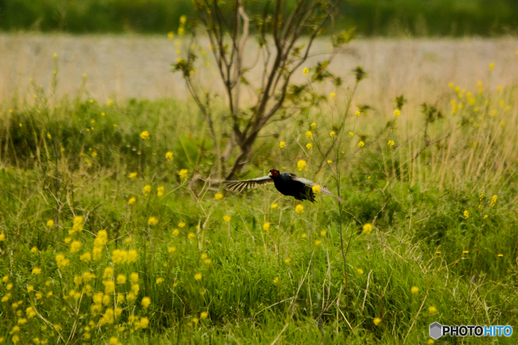 キジが飛ぶ(^^♪