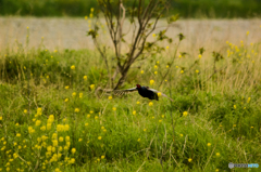 キジが飛ぶ(^^♪