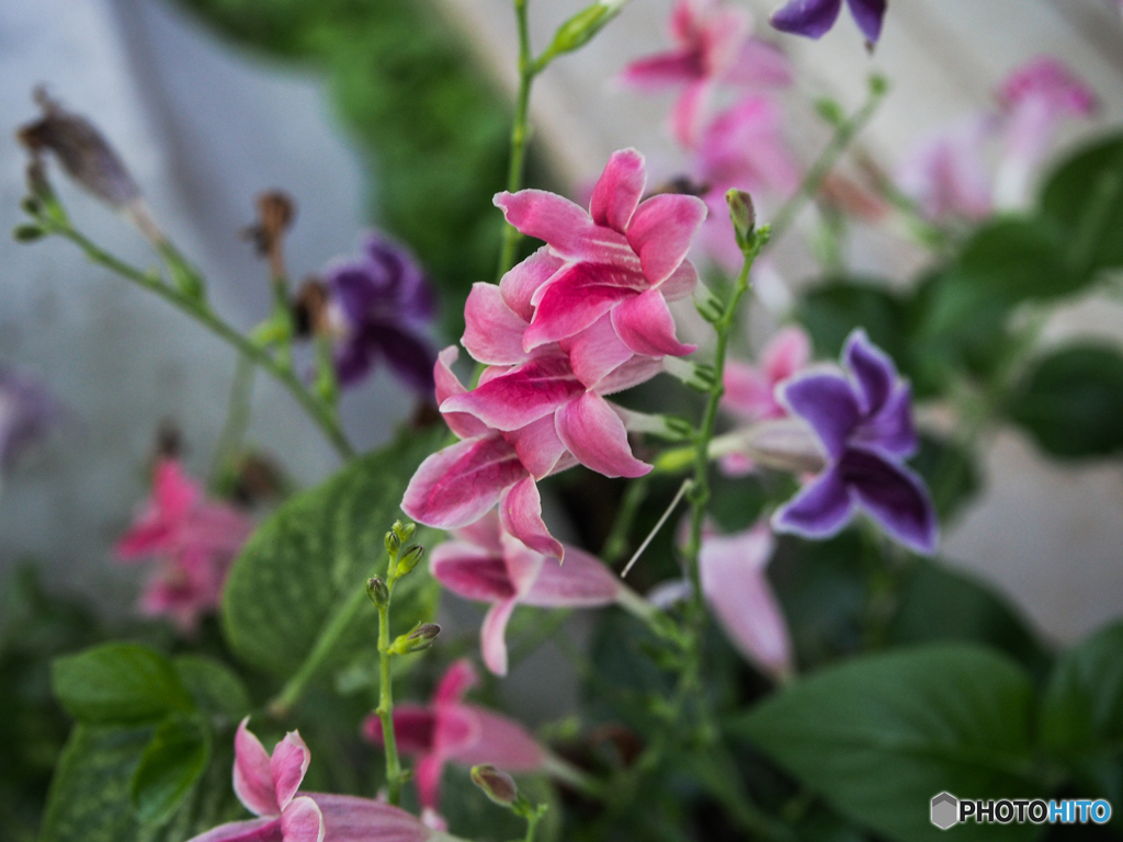 庭の花　アシスタシア？