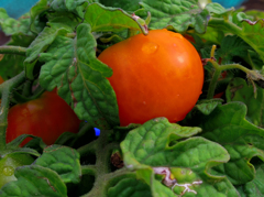 トマトの季節(^_-)-☆
