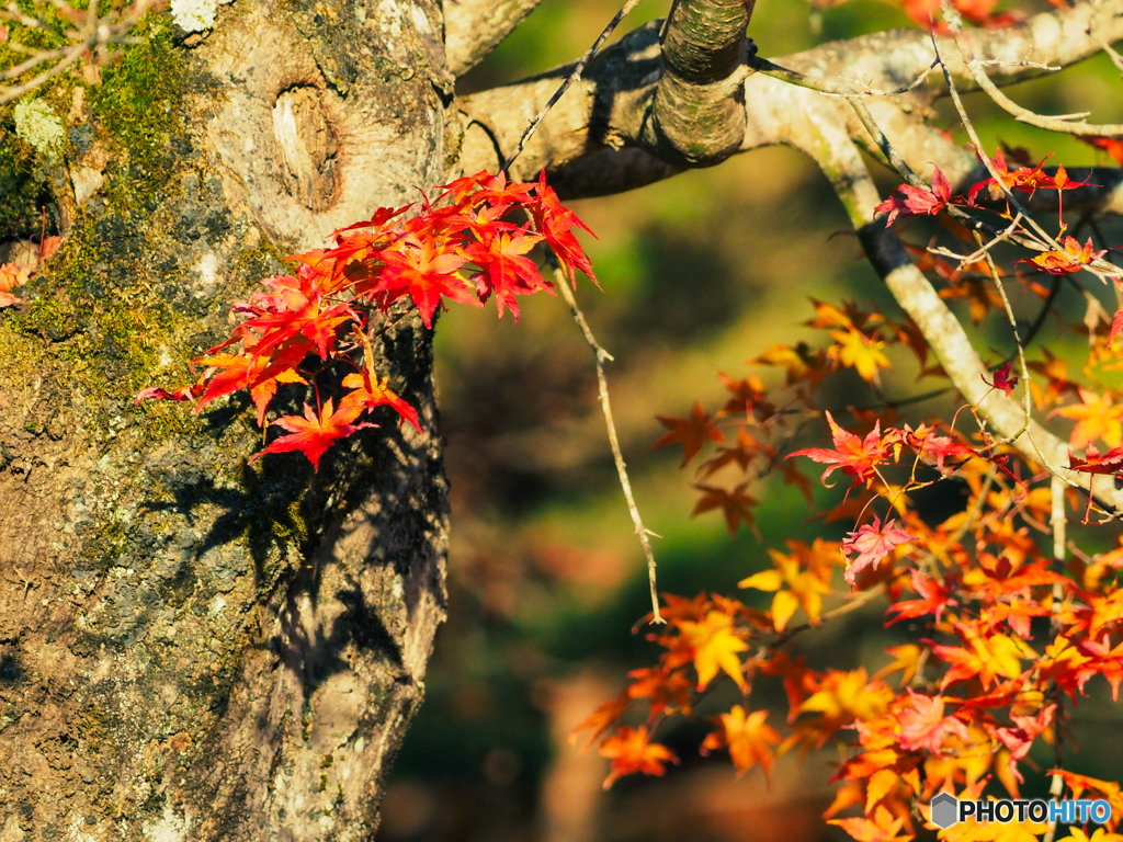 紅葉スタート