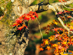 紅葉スタート