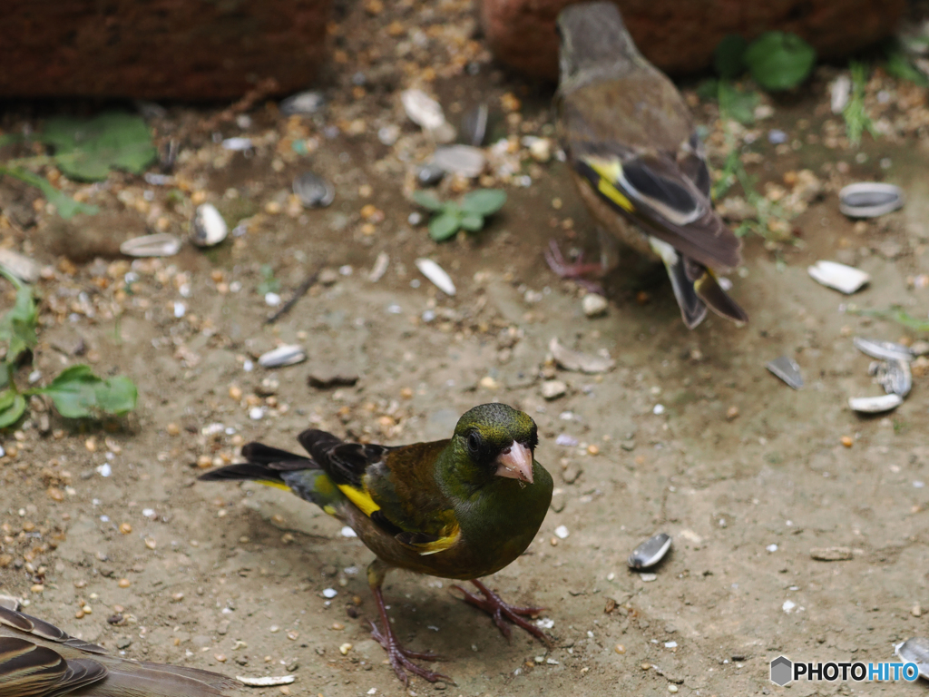 庭の鳥　カワラヒワ