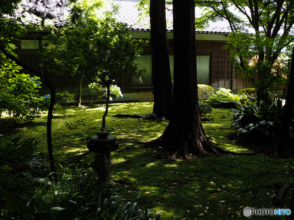 静寂　アジサイ寺