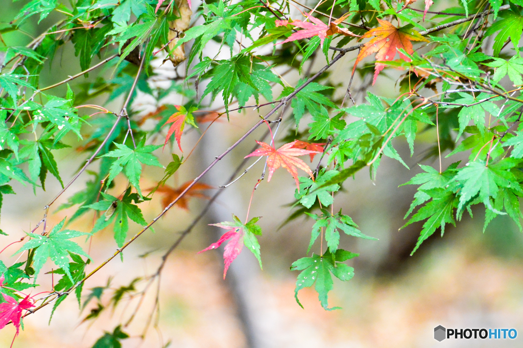 紅葉、まだですね(^^♪