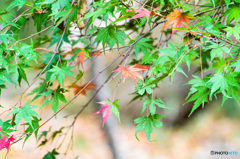 紅葉、まだですね(^^♪
