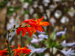庭の花　ヒオウギスイセンだそうです。