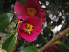 ミツバチ-始動(^_-)-☆